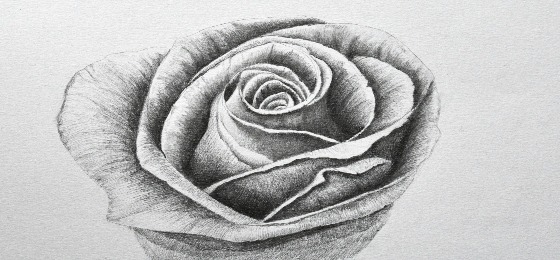 como dibujar una rosa